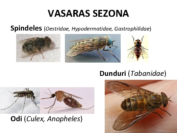 VASARAS SEZONA Spindeles (Oestridae, Hypodermatidae, Gastrophilidae) Dunduri (Tabanidae) Odi (Culex, Anopheles) 