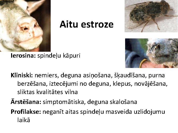 Aitu estroze Ierosina: spindeļu kāpuri Klīniski: nemiers, deguna asiņošana, šķaudīšana, purna berzēšana, iztecējumi no Aitu estroze Ierosina: spindeļu kāpuri Klīniski: nemiers, deguna asiņošana, šķaudīšana, purna berzēšana, iztecējumi no