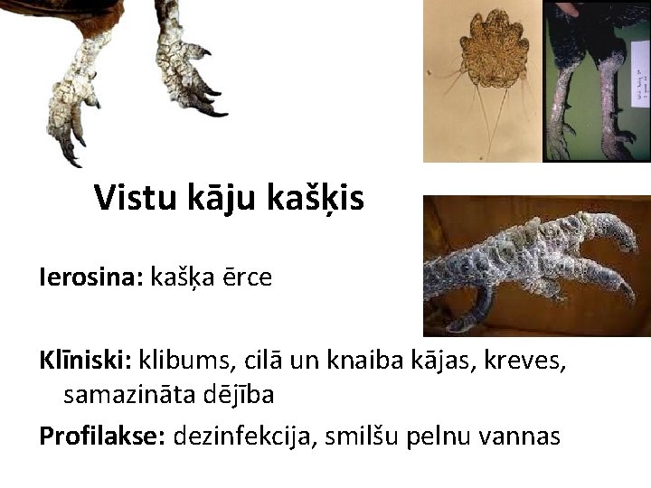 Vistu kāju kašķis Ierosina: kašķa ērce Klīniski: klibums, cilā un knaiba kājas, kreves, samazināta