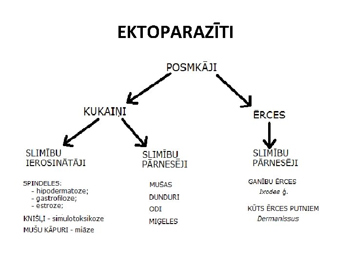 EKTOPARAZĪTI EKTOPARAZĪTI