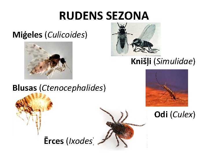 RUDENS SEZONA Miģeles (Culicoides) Knišļi (Simulidae) Blusas (Ctenocephalides) Odi (Culex) Ērces (Ixodes) 