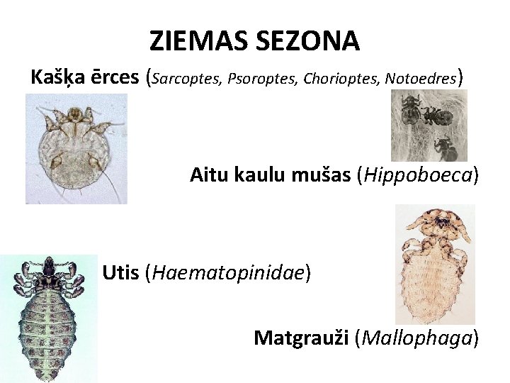 ZIEMAS SEZONA Kašķa ērces (Sarcoptes, Psoroptes, Chorioptes, Notoedres) Aitu kaulu mušas (Hippoboeca) Utis (Haematopinidae)