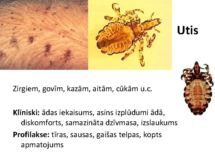 Utis Zirgiem, govīm, kazām, aitām, cūkām u. c. Klīniski: ādas iekaisums, asins izplūdumi ādā,