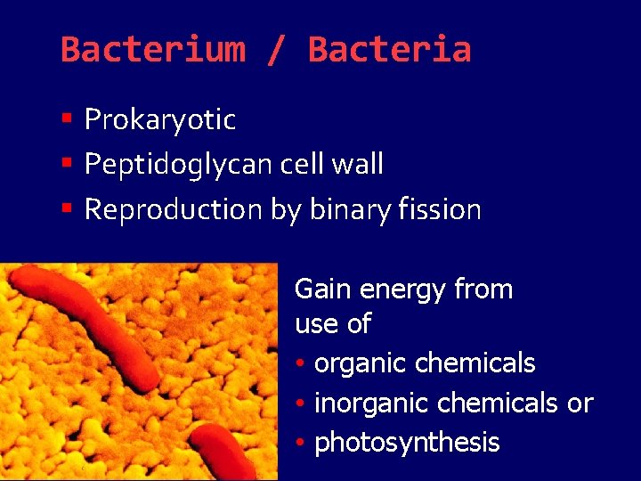 Bacterium / Bacteria Prokaryotic Peptidoglycan cell wall Reproduction by binary fission Gain energy from