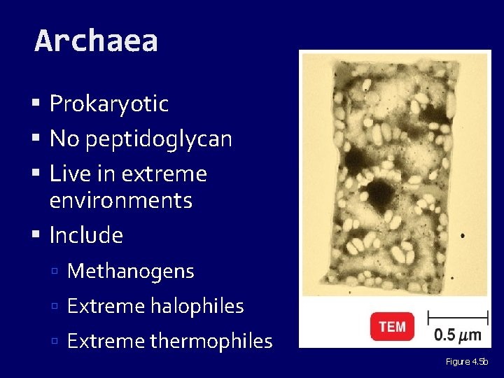 Archaea Prokaryotic No peptidoglycan Live in extreme environments Include Methanogens Extreme halophiles Extreme thermophiles