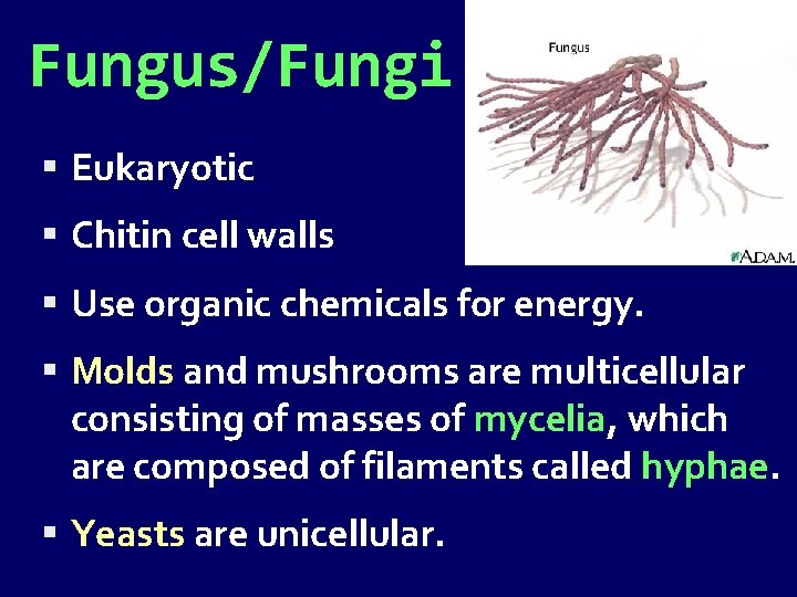 Fungus/Fungi Eukaryotic Chitin cell walls Use organic chemicals for energy. Molds and mushrooms are