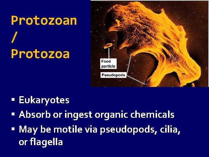 Protozoan / Protozoa Eukaryotes Absorb or ingest organic chemicals May be motile via pseudopods,