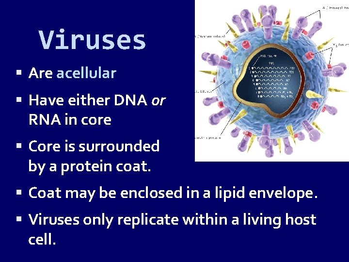 Viruses Are acellular Have either DNA or RNA in core Core is surrounded by