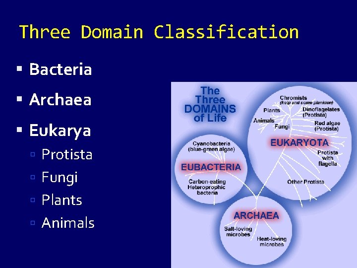 Three Domain Classification Bacteria Archaea Eukarya Protista Fungi Plants Animals 