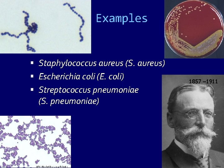 Examples Staphylococcus aureus (S. aureus) Escherichia coli (E. coli) Streptococcus pneumoniae (S. pneumoniae) 1857