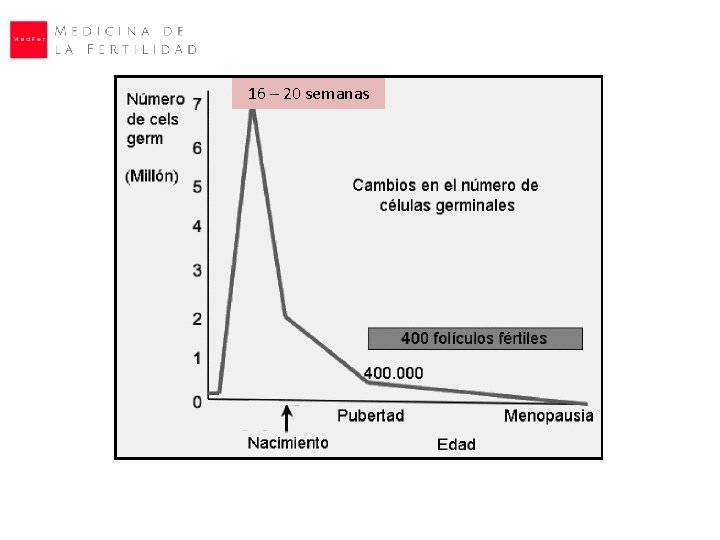 16 – 20 semanas 16 – 20 semanas