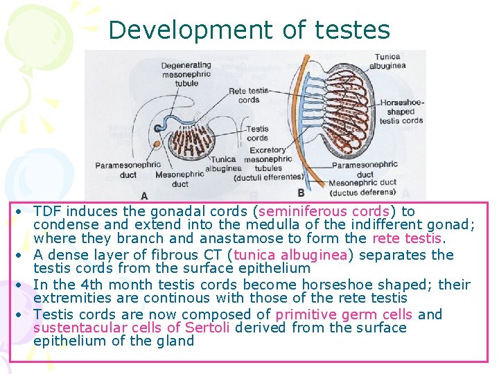 Development of testes • TDF induces the gonadal cords (seminiferous cords) to condense and