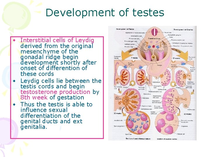 Development of testes • Interstitial cells of Leydig derived from the original mesenchyme of