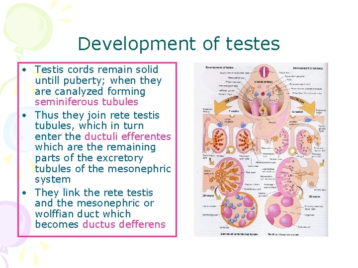Development of testes • Testis cords remain solid untill puberty; when they are canalyzed