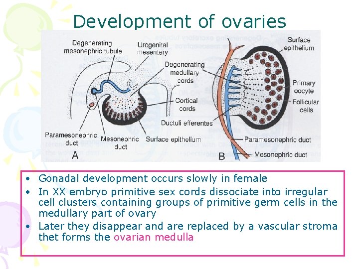 Development of ovaries • Gonadal development occurs slowly in female • In XX embryo