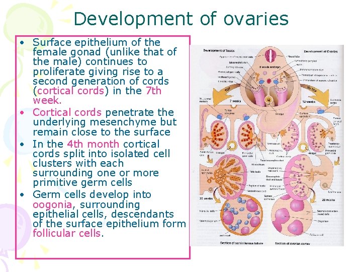 Development of ovaries • Surface epithelium of the female gonad (unlike that of the