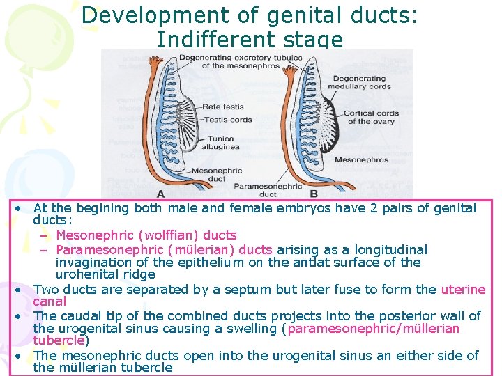 Development of genital ducts: Indifferent stage • At the begining both male and female