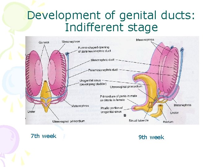 Development of genital ducts: Indifferent stage 7 th week 9 th week 