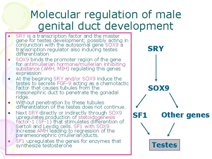 Molecular regulation of male genital duct development • • • SRY is a transcription