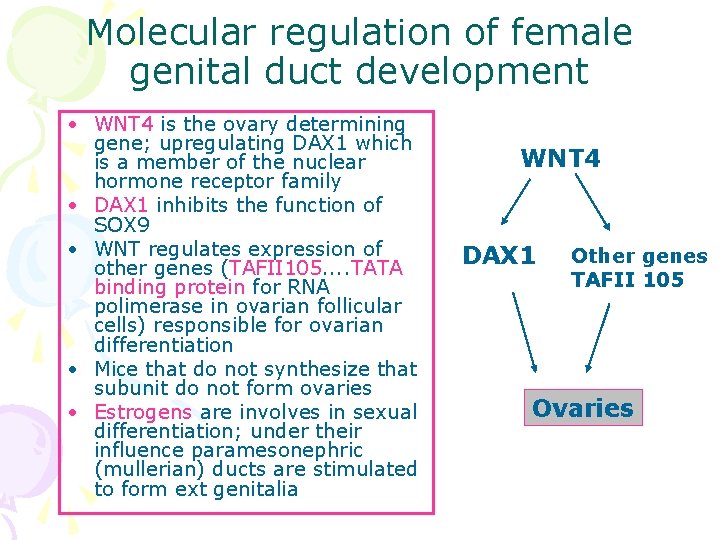Molecular regulation of female genital duct development • WNT 4 is the ovary determining