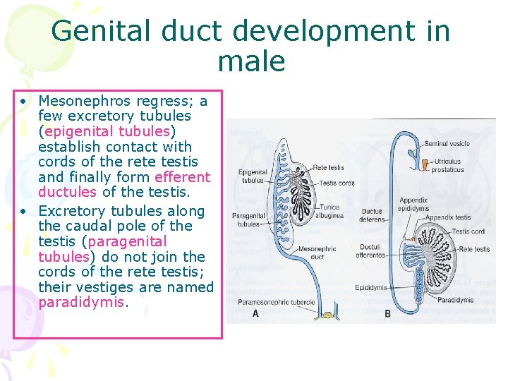 Genital duct development in male • Mesonephros regress; a few excretory tubules (epigenital tubules)