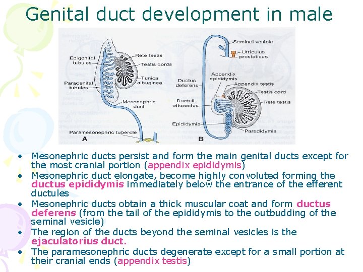 Genital duct development in male • Mesonephric ducts persist and form the main genital