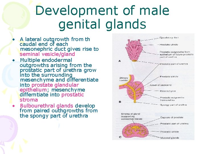 Development of male genital glands • A lateral outgrowth from th caudal end of