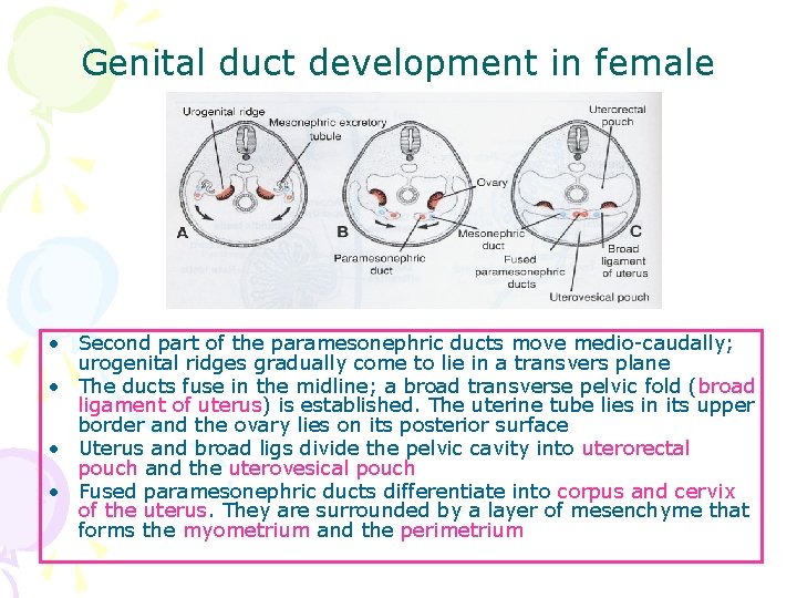 Genital duct development in female • Second part of the paramesonephric ducts move medio-caudally;
