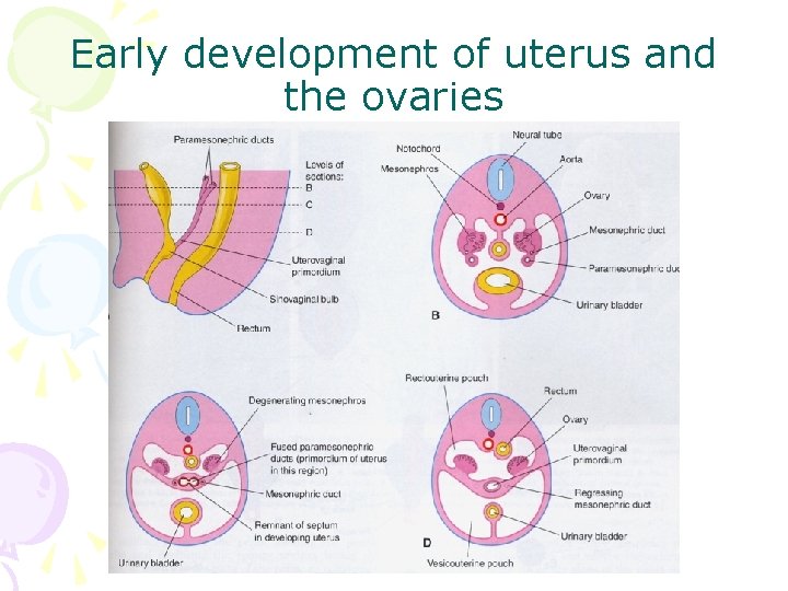 Early development of uterus and the ovaries 
