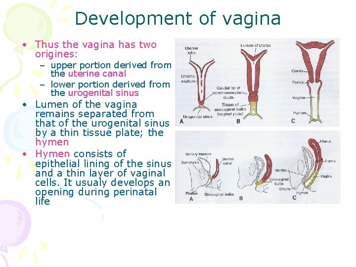 Development of vagina • Thus the vagina has two origines: – upper portion derived