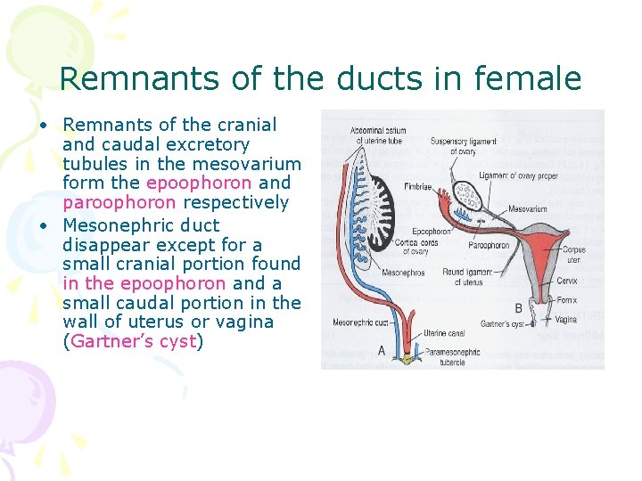 Remnants of the ducts in female • Remnants of the cranial and caudal excretory