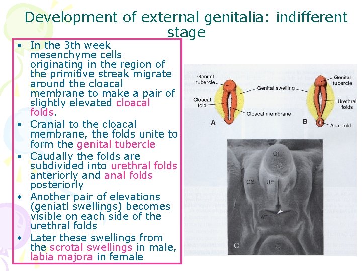 Development of external genitalia: indifferent stage • In the 3 th week mesenchyme cells