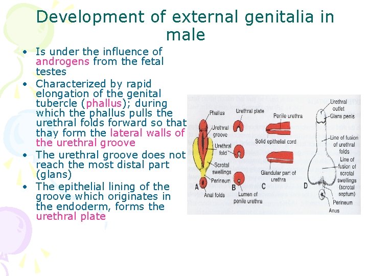 Development of external genitalia in male • Is under the influence of androgens from