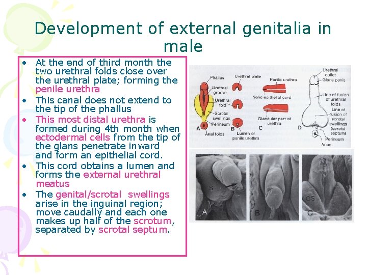 Development of external genitalia in male • At the end of third month the