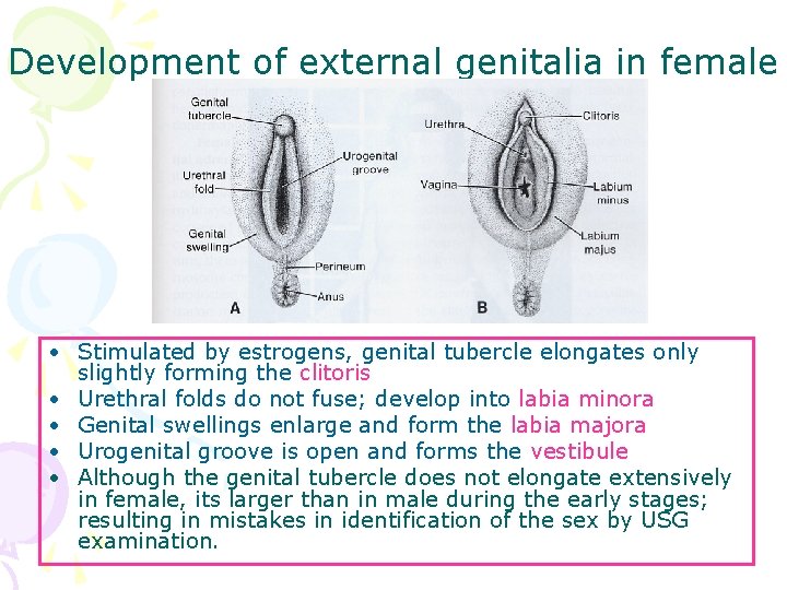Development of external genitalia in female • Stimulated by estrogens, genital tubercle elongates only