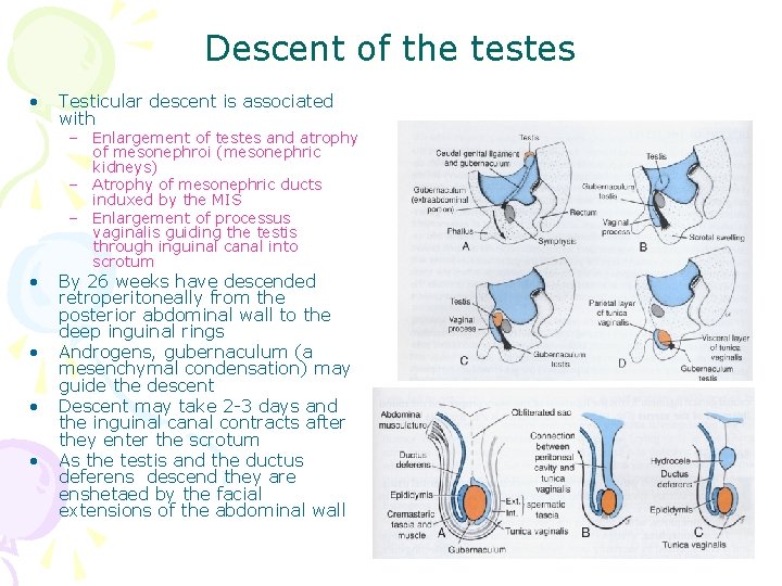 Descent of the testes • • • Testicular descent is associated with – Enlargement