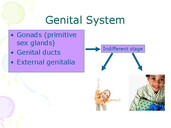 Genital System • Gonads (primitive sex glands) • Genital ducts • External genitalia İndifferent