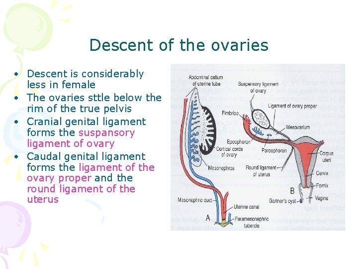 Descent of the ovaries • Descent is considerably less in female • The ovaries