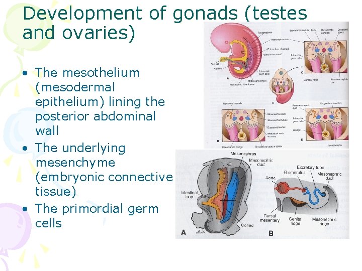 Development of gonads (testes and ovaries) • The mesothelium (mesodermal epithelium) lining the posterior