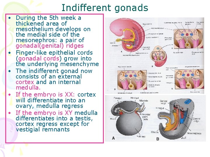 Indifferent gonads • During the 5 th week a thickened area of mesothelium develops