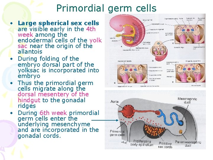 Primordial germ cells • Large spherical sex cells are visible early in the 4