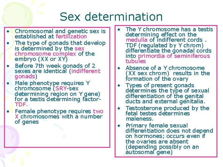 Sex determination • Chromosomal and genetic sex is established at fertilization • The type