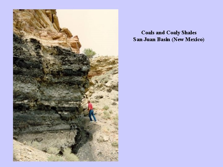 Coals and Coaly Shales San Juan Basin (New Mexico) 