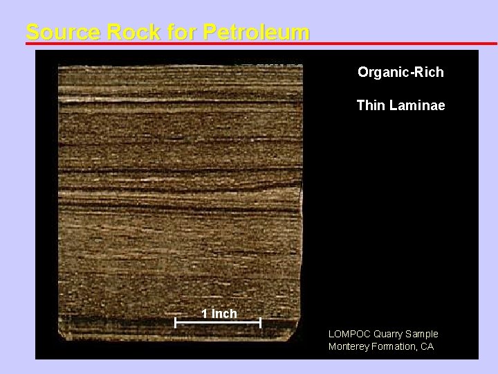 Source Rock for Petroleum Organic-Rich Thin Laminae 1 Inch LOMPOC Quarry Sample Monterey Formation,