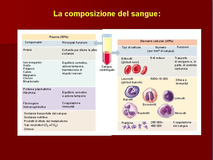 La composizione del sangue: Plasma (55%) Componenti Acqua Ioni inorganici: Sodio Potassio Calcio Magnesio