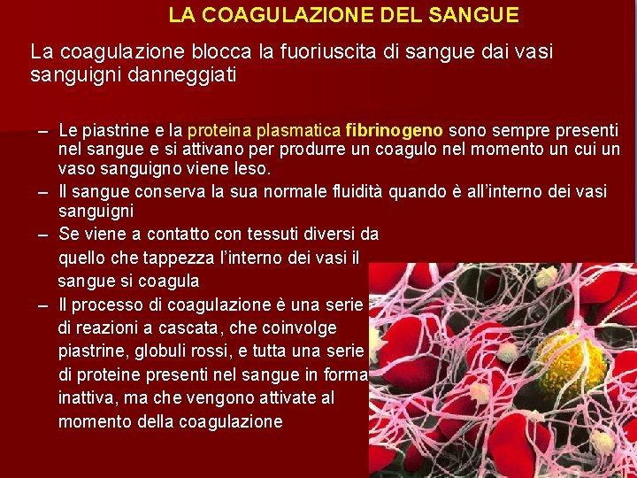 LA COAGULAZIONE DEL SANGUE La coagulazione blocca la fuoriuscita di sangue dai vasi sanguigni