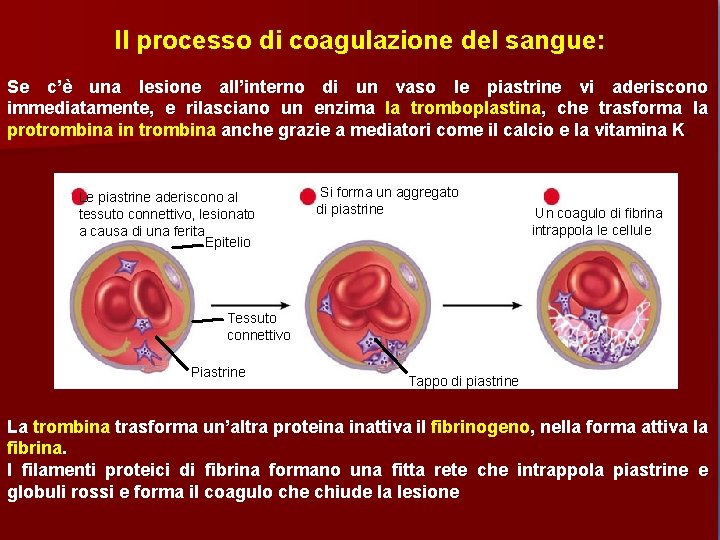 Il processo di coagulazione del sangue: Se c’è una lesione all’interno di un vaso