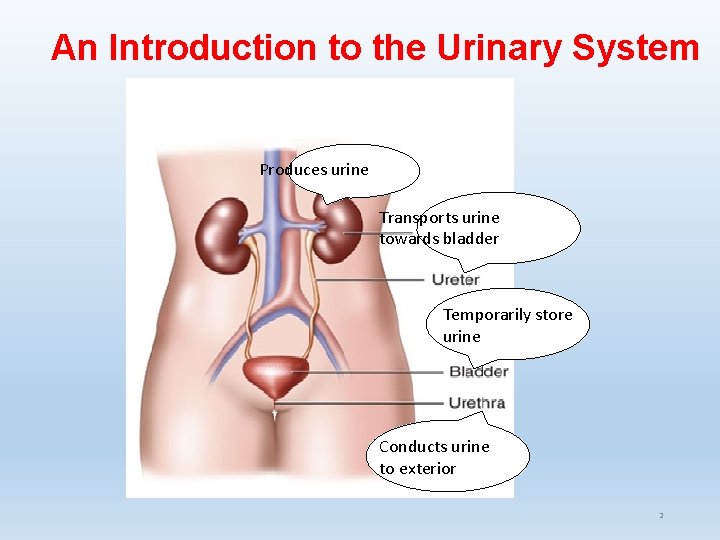 An Introduction to the Urinary System Produces urine Transports urine towards bladder Temporarily store An Introduction to the Urinary System Produces urine Transports urine towards bladder Temporarily store