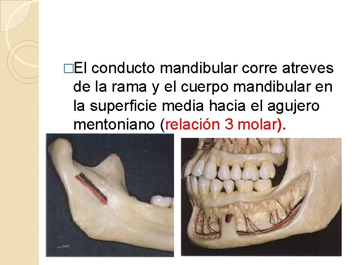 �El conducto mandibular corre atreves de la rama y el cuerpo mandibular en la