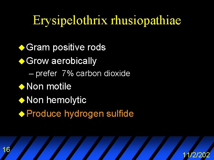 Erysipelothrix rhusiopathiae u Gram positive rods u Grow aerobically – prefer 7% carbon dioxide